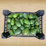Avokado (200- 250 gr) - Görsel 3