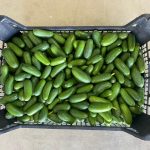 Bebek Avokado 500 gr