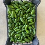 Bebek Avokado 500 gr - Görsel 2