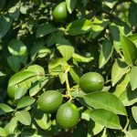 Mayer Limon  1kg - Görsel 2